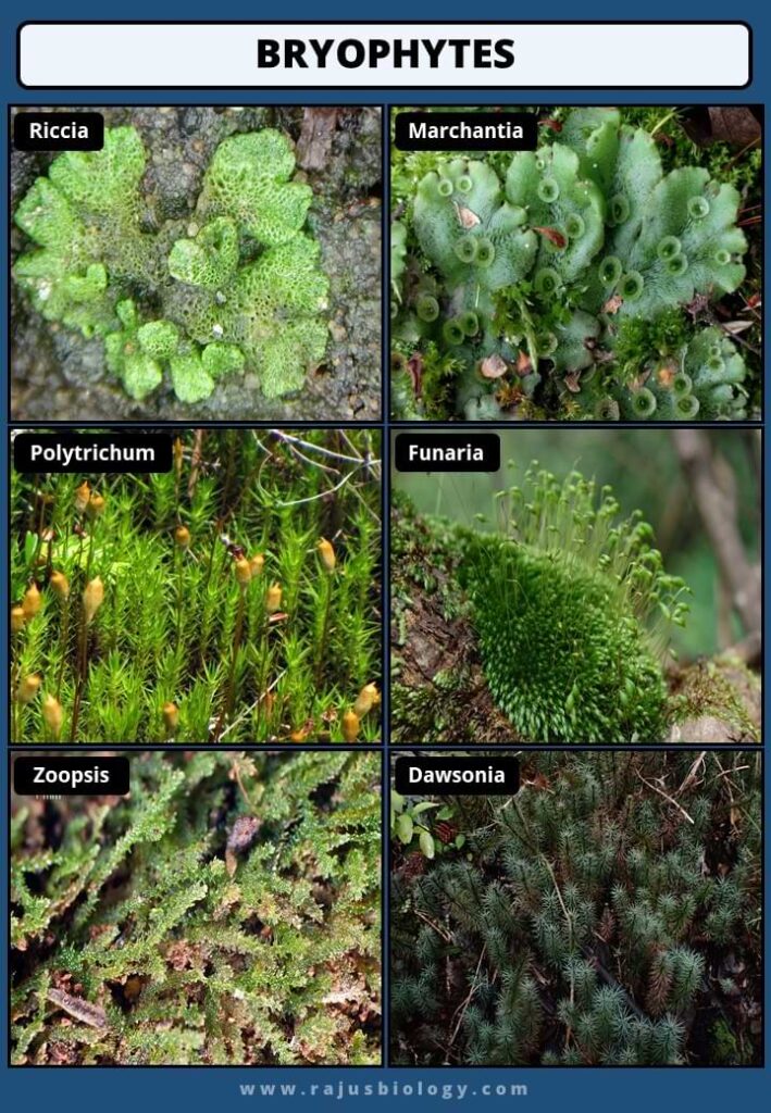 Bryophytes Examples