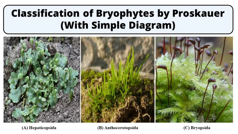 Classification of Bryophytes