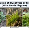 Classification of Bryophytes