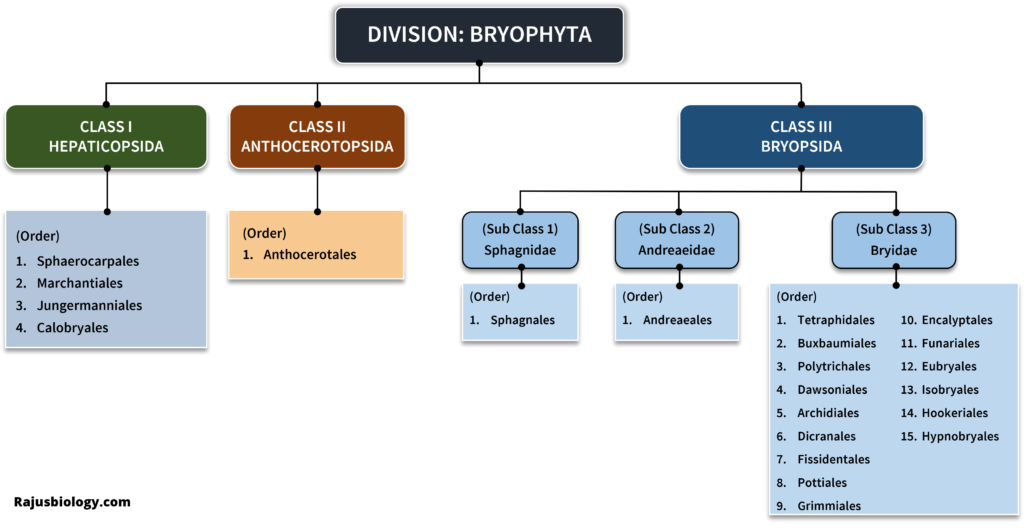 Classification of Bryophytes by Proskauer (1957)