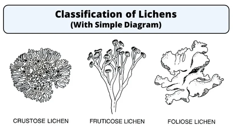 Classification of Lichens