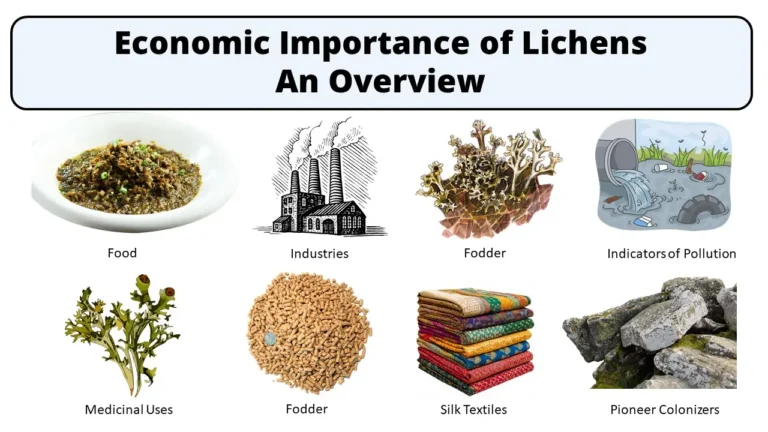 Economic Importance of Lichens