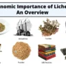 Economic Importance of Lichens