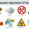 Economic importance of fungi