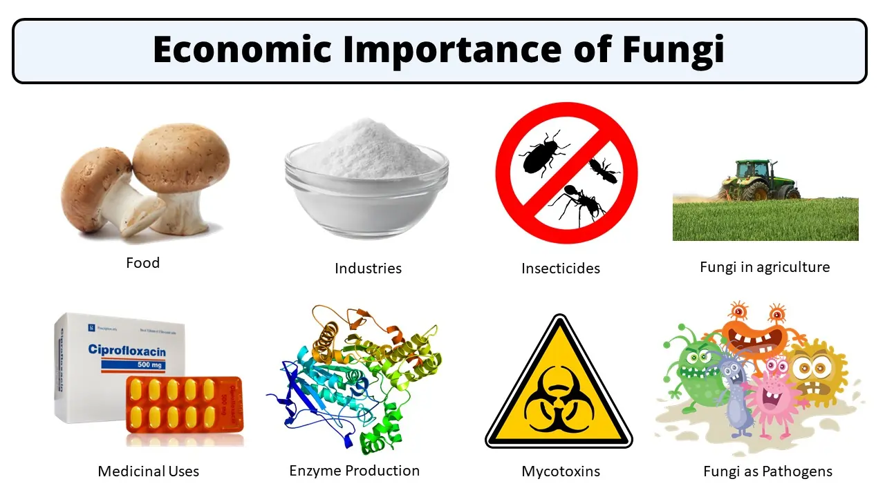 Economic importance of fungi