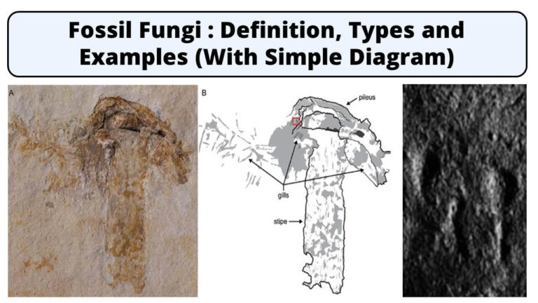 Fossil Fungi