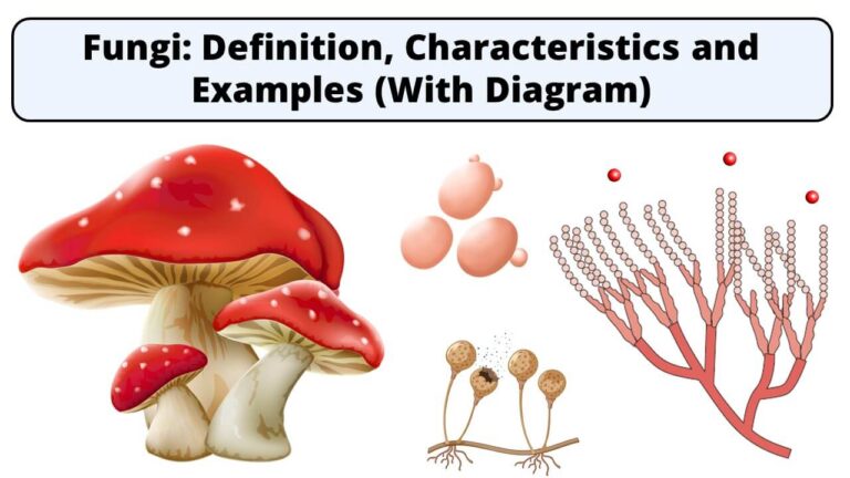 fungi