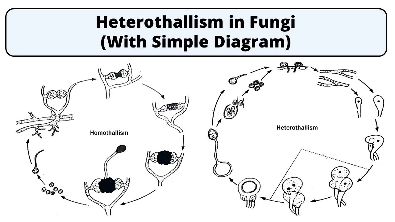 Heterothallism in Fungi