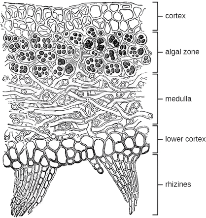 Internal structure of lichen