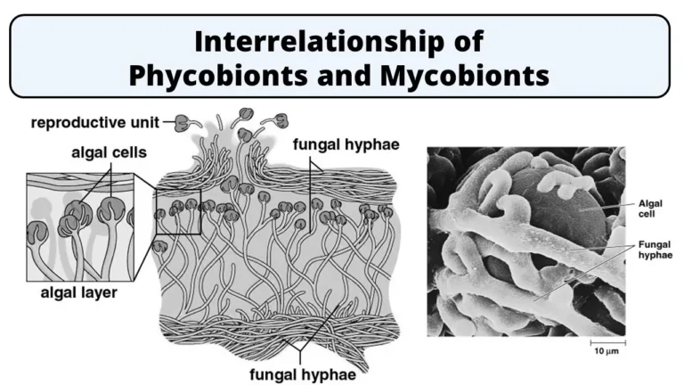 Interrelationship of phycobionts and mycobionts