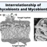 Interrelationship of phycobionts and mycobionts