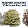 Mushroom Cultivation