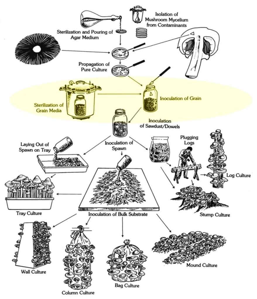 Mushroom Cultivation Diagram