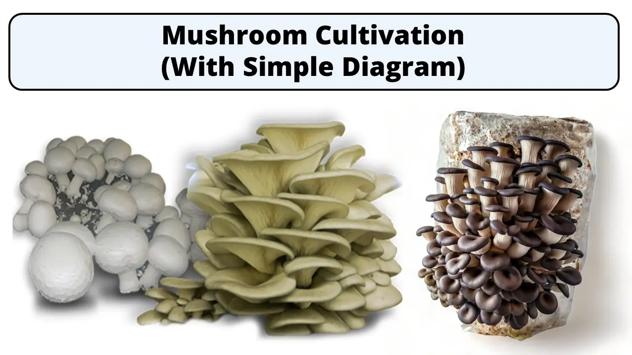 Mushroom Cultivation