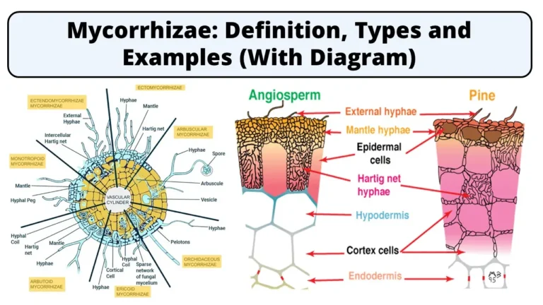 Mycorrhizae