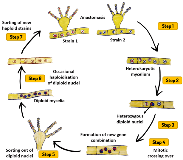 Parasexual Cycle in Fungi