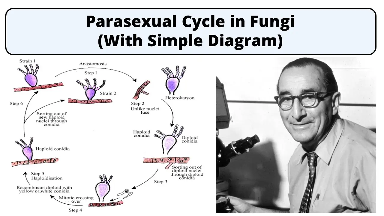 Parasexual Cycle in Fungi