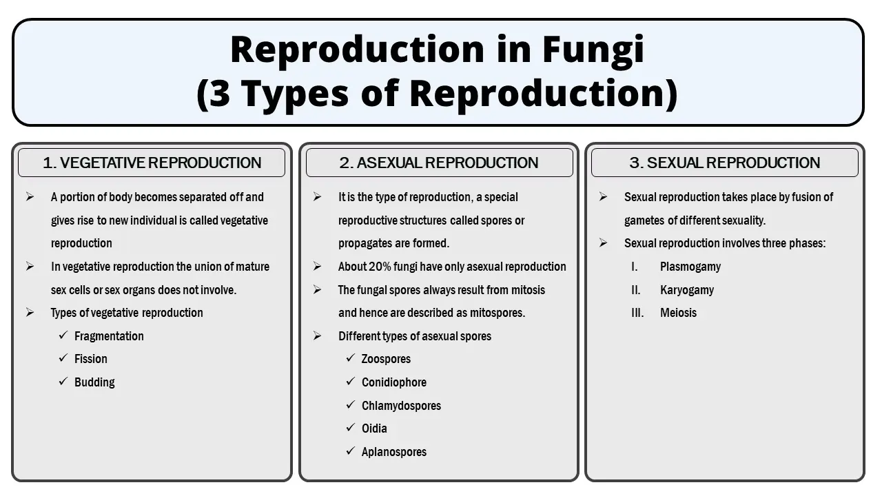 Reproduction in Fungi