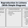 Reproduction in Lichens