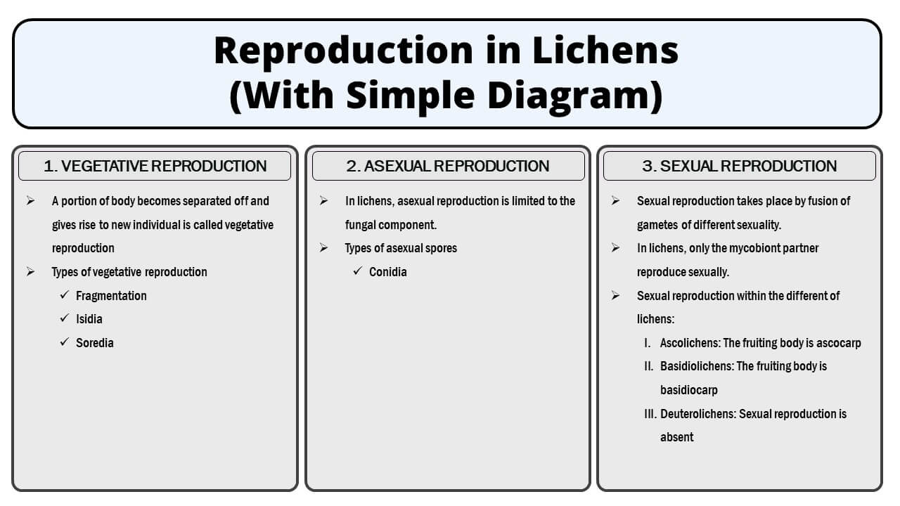 Reproduction in Lichens