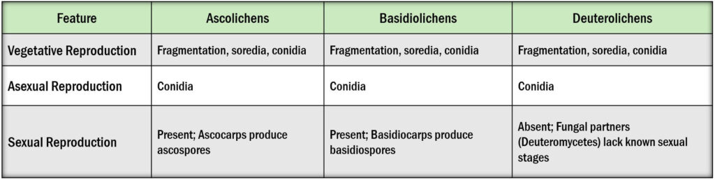 Reproduction in ascolichens, basidiolichens and deuterolichens