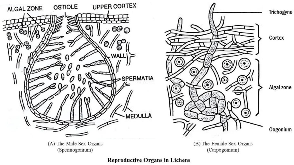 Reproductive Organs in Lichens