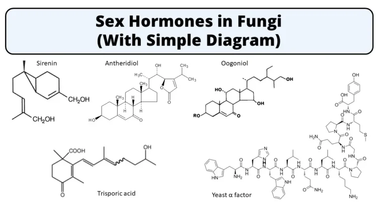 Sex hormones in fungi