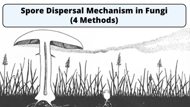 Spore Dispersal Mechanism in Fungi