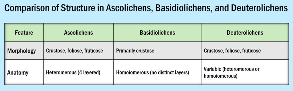 Structure of Lichens