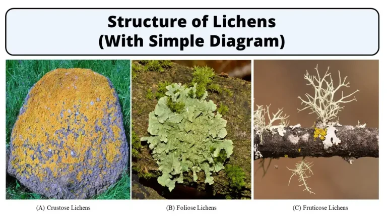 Structure of Lichens