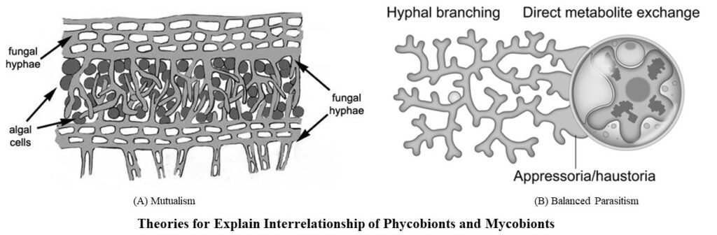 Interrelationship of phycobionts and mycobionts