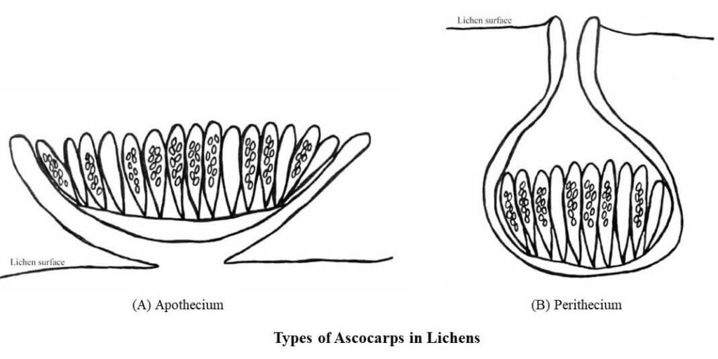 Types of Ascocarps in Lichens