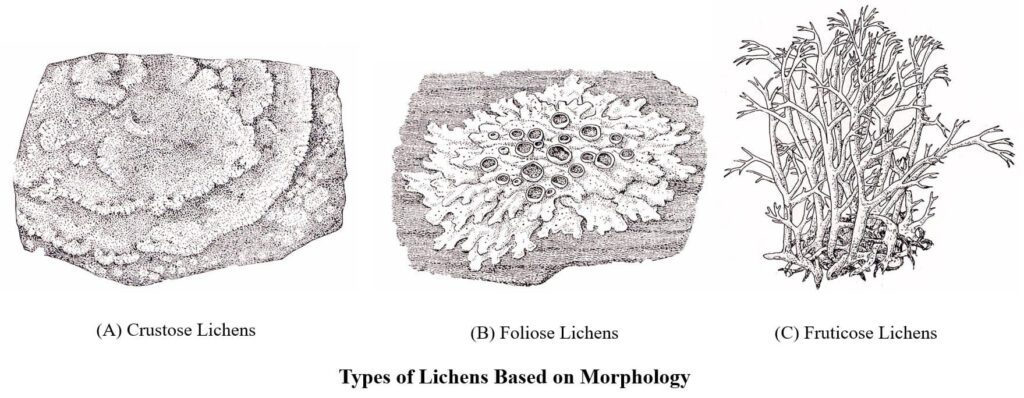 Structure of Lichens