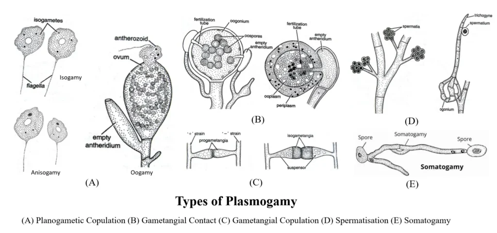 Types of Plasmogamy