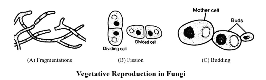 Vegetative Reproduction in Fungi