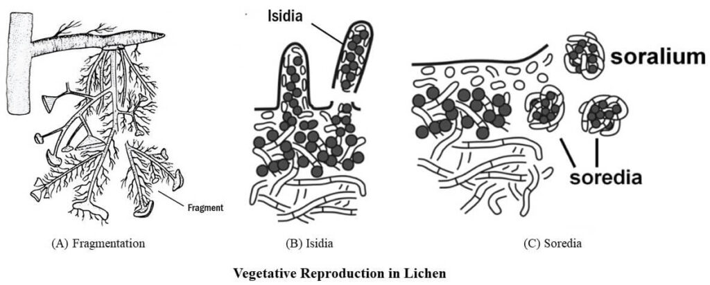 Vegetative Reproduction in Lichens