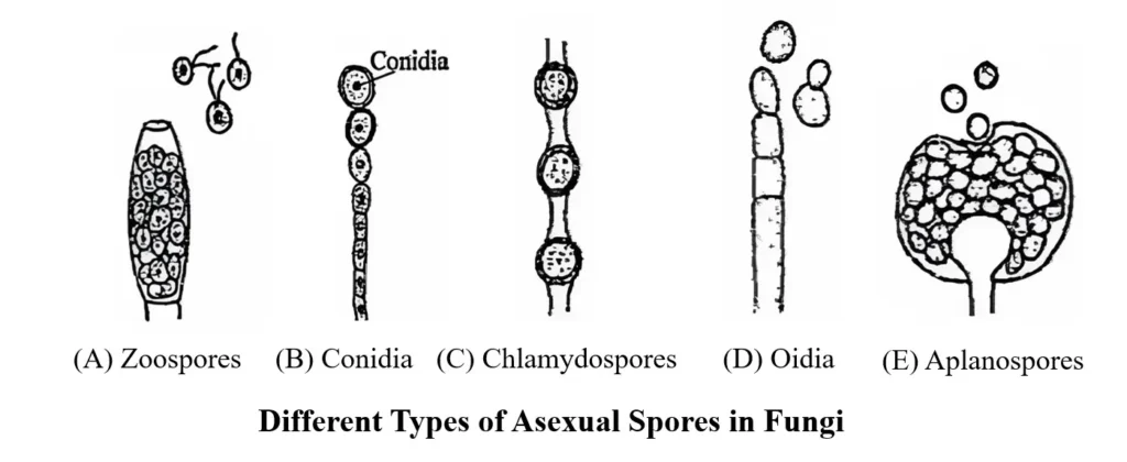 types of asexual spores in fungi