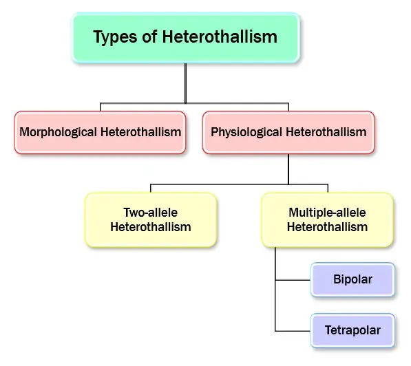 types of heterothallism in fungi