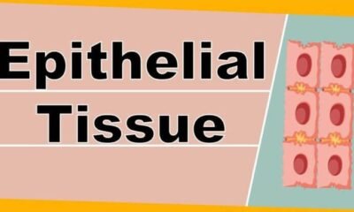 Epithelial Tissue Structure, Types and Function | Free Biology Notes