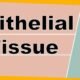 Epithelial Tissue Structure, Types and Function | Free Biology Notes