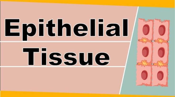 Epithelial Tissue Structure, Types and Function | Free Biology Notes