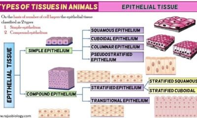 2 Types of Epithelial Tissue: Definition, Characteristics and Functions | Free Biology Notes