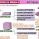 2 Types of Epithelial Tissue: Definition, Characteristics and Functions | Free Biology Notes