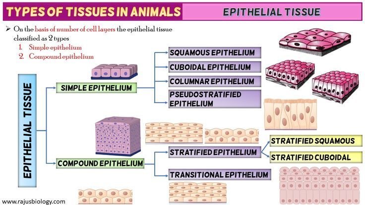 2 Types of Epithelial Tissue: Definition, Characteristics and Functions | Free Biology Notes