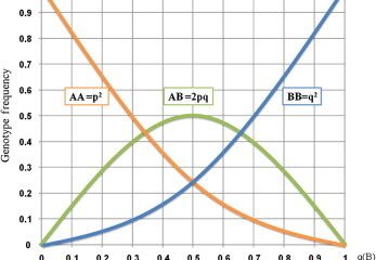 Hardy & Weinberg Principle Note | Evolution Class 12 Notes