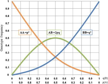 Hardy & Weinberg Principle Note | Evolution Class 12 Notes