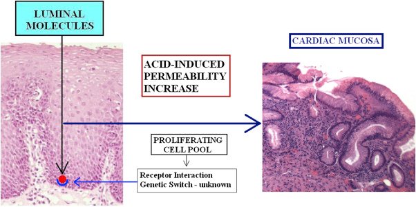 Function of Squamous Epithelium