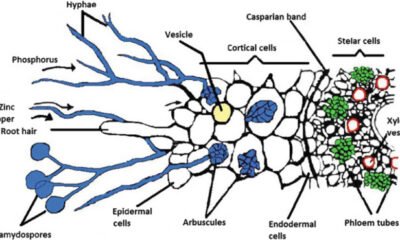 Mycorrhizae