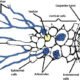 Mycorrhizae