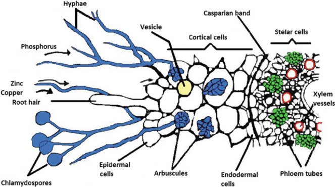 Mycorrhizae
